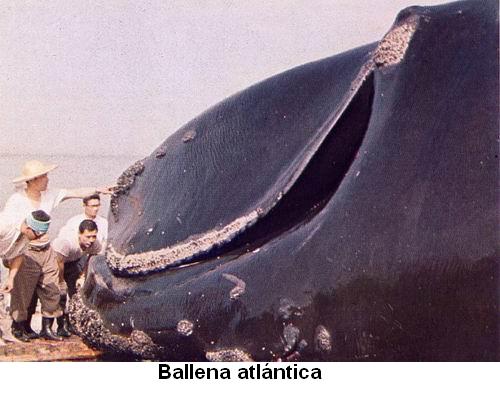 Ballena atlántica.jpg